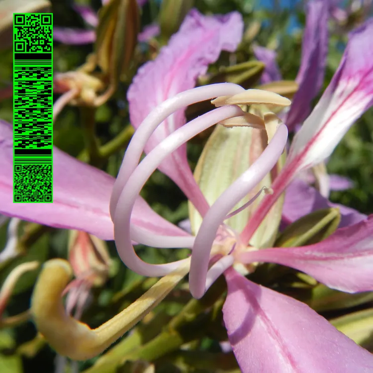 Avalon Emerson – Whities 013